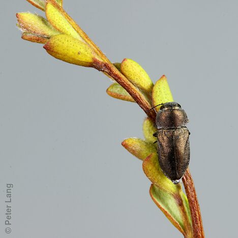 Anilara sp. Peebinga, PL5792, female, on Leptospermum myrsinoides foliage, SE, 4.3 × 1.8 mm